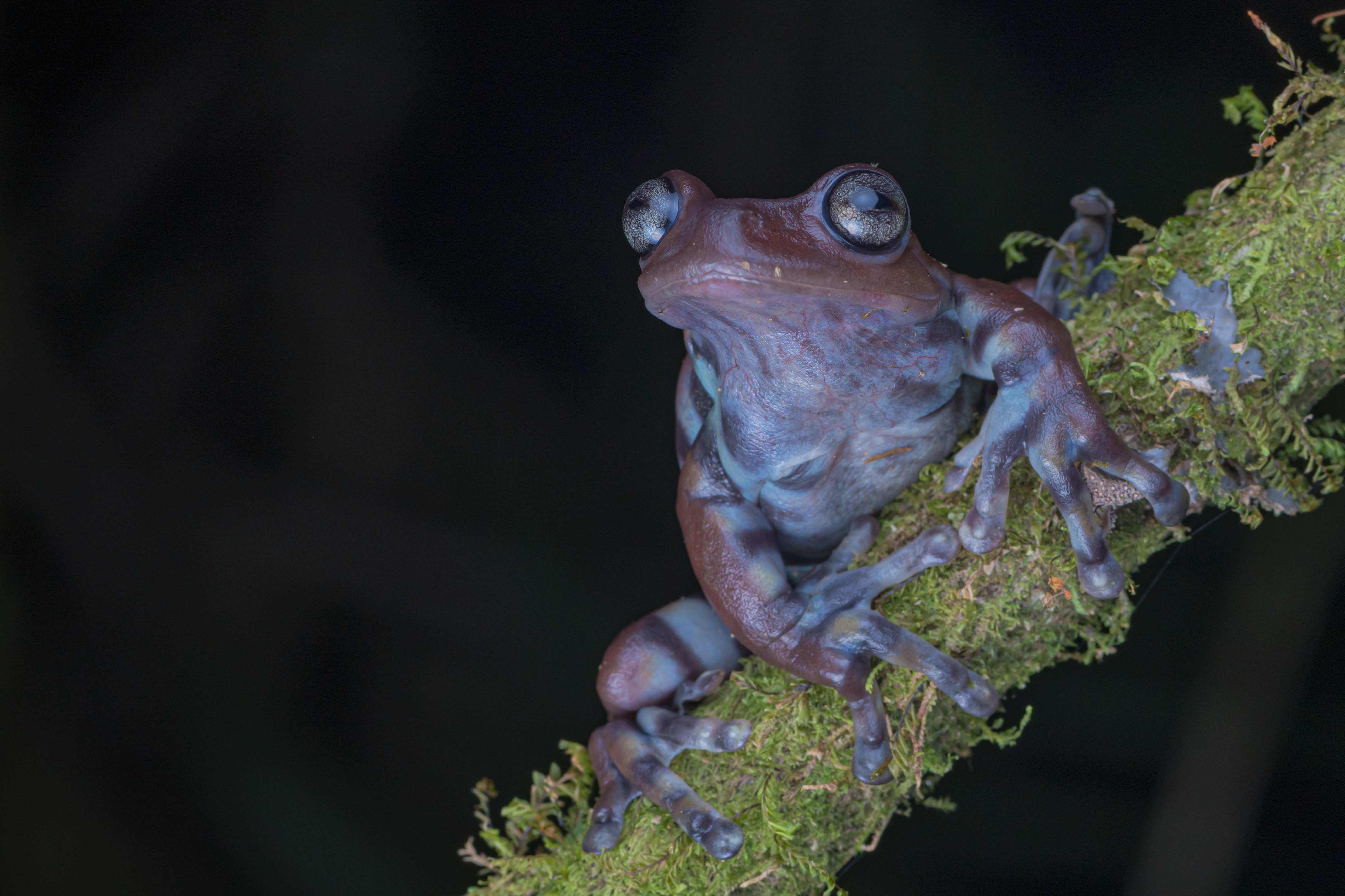 Anfibios y Reptiles del eje cafetero 3D/2N
